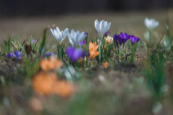 Tavaszi Háttér Virágzó Virágok Mező Virágzó Crocus Növények Egy Csoport — Stock Fotó