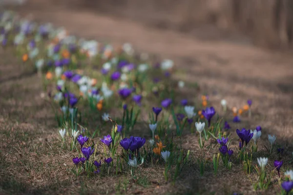 花が咲く春の背景 開花期の植物 明るい色の花のグループのフィールド 晴れた春の日にはきれいな花を咲かせます マクロだ — ストック写真