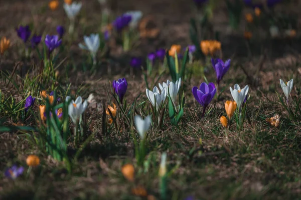 배경이다 색깔의 꽃들로 이루어진 꽃밭인 크로커스 식물이다 봄날에는 크로커스 매크로 — 스톡 사진