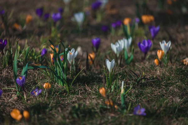 Voorjaar Achtergrond Met Bloeiende Bloemen Een Veld Van Bloeiende Krokusplanten — Stockfoto