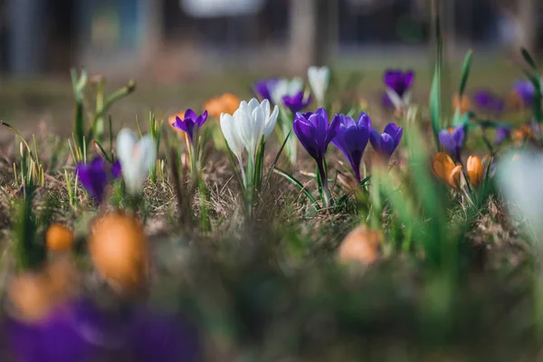 Spring Background Blooming Flowers Field Flowering Crocus Plants Group Bright — Stock Photo, Image