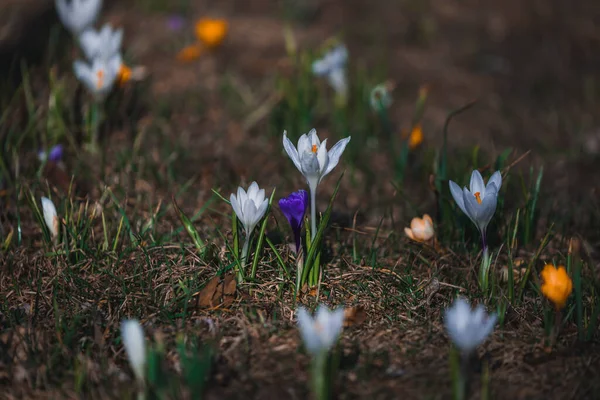 Wiosenne Tło Kwitnącymi Kwiatami Pole Kwitnących Roå Lin Krokusa Grupa — Zdjęcie stockowe