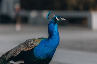 Şehir parkında renkli bir tavus kuşu yürüyor. Kapalı kuyruklu bir tavuskuşu. Dnipro şehri, Ukrayna. Hayvan dinleniyor. Portre.
