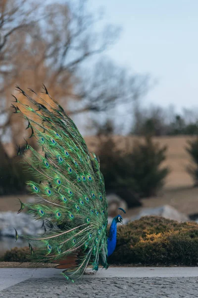 カラフルな孔雀が街の公園を歩いています 尾が緩んだ孔雀 ウクライナのドニプロ市 動物は休んでいる 肖像画 — ストック写真