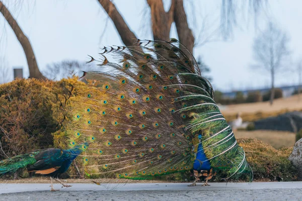 カラフルな孔雀が街の公園を歩いています 尾が緩んだ孔雀 ウクライナのドニプロ市 動物は休んでいる 肖像画 — ストック写真
