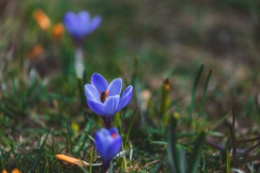 Çiçek açan bahar arkaplanı. Çiçek açan bir tarla, parlak renkli bir grup çiçek. Güneşli bir bahar gününde Crocus çiçeği. Makro. Duvar Kağıdı.