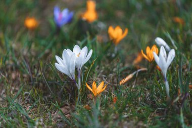 Çiçek açan bahar arkaplanı. Çiçek açan bir tarla, parlak renkli bir grup çiçek. Güneşli bir bahar gününde Crocus çiçeği. Makro. Duvar Kağıdı.