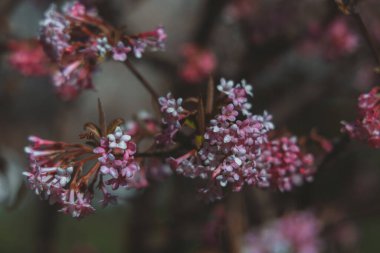 Ağaç dallarının arka planında pembe çiçekler. Ağaçta açan ilk bahar çiçekleri. Makro fotoğraf. Duvar kağıdı. Bahar sezonu. Fotoğrafa seçici odaklanma.