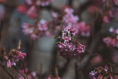 Ağaç dallarının arka planında pembe çiçekler. Ağaçta açan ilk bahar çiçekleri. Makro fotoğraf. Duvar kağıdı. Bahar sezonu. Fotoğrafa seçici odaklanma.
