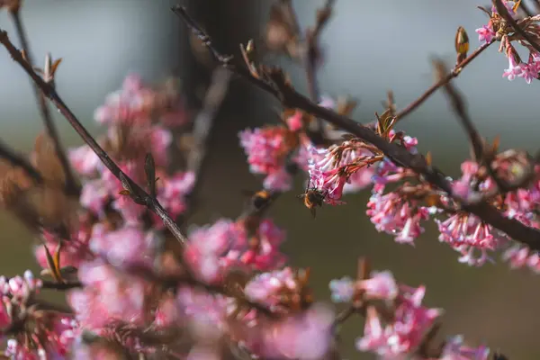 stock image Pink flowers on the background of tree branches. First spring blooming flowers on the tree. Macro photo. Wallpaper. Spring season. Selective focus on photo.