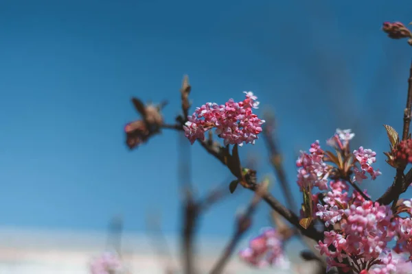 Pink flowers on the background of tree branches. First spring blooming flowers on the tree. Macro photo. Wallpaper. Spring season. Selective focus on photo.