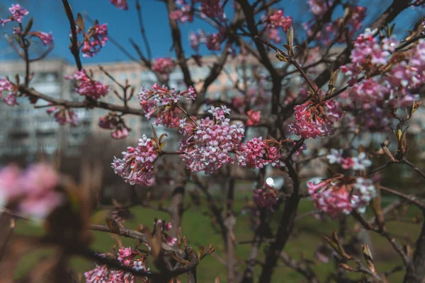 Flores Cor Rosa Fundo Galhos Árvores Primeira Primavera Florescendo Flores — Fotografia de Stock