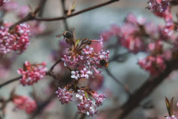 Pink flowers on the background of tree branches. First spring blooming flowers on the tree. Macro photo. Wallpaper. Spring season. Selective focus on photo.