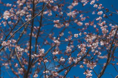 Mavi gökyüzüne karşı pembe çiçekler. Ağaçta açan ilk bahar çiçekleri. Makro fotoğraf. Duvar kağıdı. Bahar sezonu. Fotoğrafa seçici odaklanma.