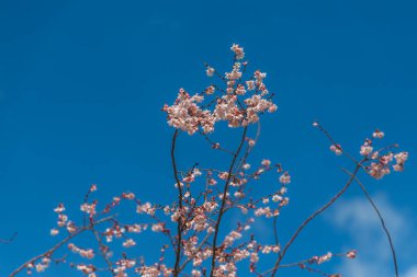 Mavi gökyüzüne karşı pembe çiçekler. Ağaçta açan ilk bahar çiçekleri. Makro fotoğraf. Duvar kağıdı. Bahar sezonu. Fotoğrafa seçici odaklanma.