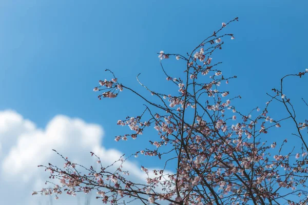 stock image Pink flowers against the blue sky. First spring blooming flowers on the tree. Macro photo. Wallpaper. Spring season. Selective focus on photo.