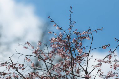 Mavi gökyüzüne karşı pembe çiçekler. Ağaçta açan ilk bahar çiçekleri. Makro fotoğraf. Duvar kağıdı. Bahar sezonu. Fotoğrafa seçici odaklanma.