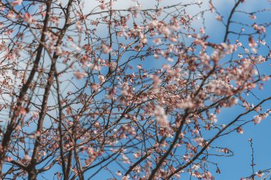 Mavi gökyüzüne karşı pembe çiçekler. Ağaçta açan ilk bahar çiçekleri. Makro fotoğraf. Duvar kağıdı. Bahar sezonu. Fotoğrafa seçici odaklanma.