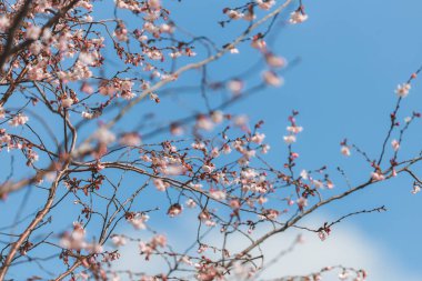 Mavi gökyüzüne karşı pembe çiçekler. Ağaçta açan ilk bahar çiçekleri. Makro fotoğraf. Duvar kağıdı. Bahar sezonu. Fotoğrafa seçici odaklanma.