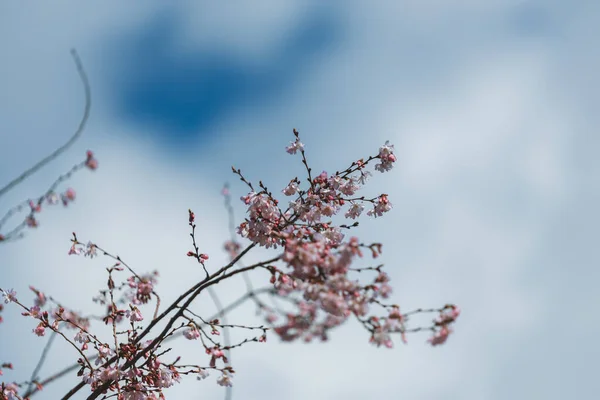 Różowe Kwiaty Tle Błękitnego Nieba Pierwsza Wiosna Kwitnące Kwiaty Drzewie — Zdjęcie stockowe