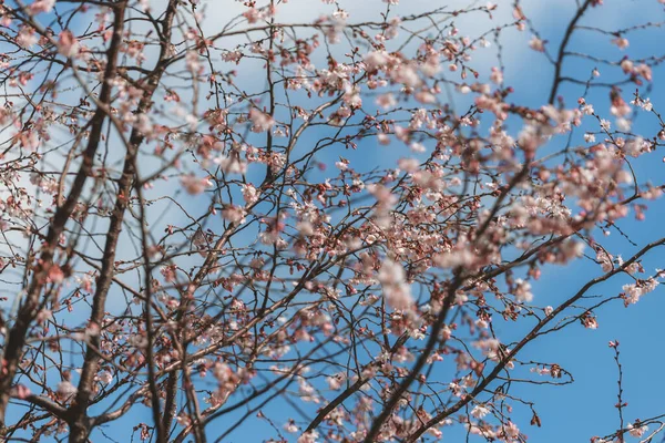 Różowe Kwiaty Tle Błękitnego Nieba Pierwsza Wiosna Kwitnące Kwiaty Drzewie — Zdjęcie stockowe