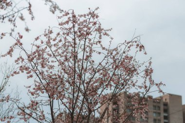 Mavi gökyüzüne karşı pembe çiçekler. Ağaçta açan ilk bahar çiçekleri. Makro fotoğraf. Duvar kağıdı. Bahar sezonu. Fotoğrafa odaklan. Bahar mevsiminde parkta kiraz çiçekleri açar..