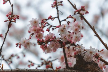 Mavi gökyüzüne karşı pembe çiçekler. Ağaçta açan ilk bahar çiçekleri. Makro fotoğraf. Duvar kağıdı. Bahar sezonu. Fotoğrafa odaklan. Bahar mevsiminde parkta kiraz çiçekleri açar..