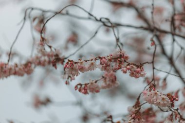 Mavi gökyüzüne karşı pembe çiçekler. Ağaçta açan ilk bahar çiçekleri. Makro fotoğraf. Duvar kağıdı. Bahar sezonu. Fotoğrafa odaklan. Bahar mevsiminde parkta kiraz çiçekleri açar..