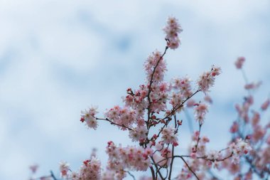 Mavi gökyüzüne karşı pembe çiçekler. Ağaçta açan ilk bahar çiçekleri. Makro fotoğraf. Duvar kağıdı. Bahar sezonu. Fotoğrafa odaklan. Bahar mevsiminde parkta kiraz çiçekleri açar..