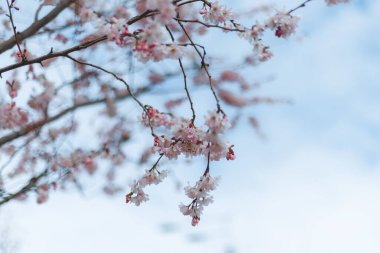 Mavi gökyüzüne karşı pembe çiçekler. Ağaçta açan ilk bahar çiçekleri. Makro fotoğraf. Duvar kağıdı. Bahar sezonu. Fotoğrafa odaklan. Bahar mevsiminde parkta kiraz çiçekleri açar..