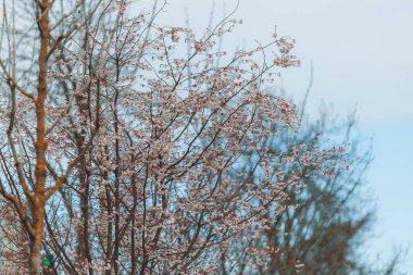 Mavi gökyüzüne karşı pembe çiçekler. Ağaçta açan ilk bahar çiçekleri. Makro fotoğraf. Duvar kağıdı. Bahar sezonu. Fotoğrafa odaklan. Bahar mevsiminde parkta kiraz çiçekleri açar..