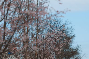Mavi gökyüzüne karşı pembe çiçekler. Ağaçta açan ilk bahar çiçekleri. Makro fotoğraf. Duvar kağıdı. Bahar sezonu. Fotoğrafa odaklan. Bahar mevsiminde parkta kiraz çiçekleri açar..