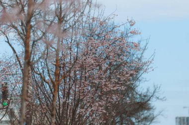 Mavi gökyüzüne karşı pembe çiçekler. Ağaçta açan ilk bahar çiçekleri. Makro fotoğraf. Duvar kağıdı. Bahar sezonu. Fotoğrafa odaklan. Bahar mevsiminde parkta kiraz çiçekleri açar..