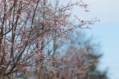Mavi gökyüzüne karşı pembe çiçekler. Ağaçta açan ilk bahar çiçekleri. Makro fotoğraf. Duvar kağıdı. Bahar sezonu. Fotoğrafa odaklan. Bahar mevsiminde parkta kiraz çiçekleri açar..