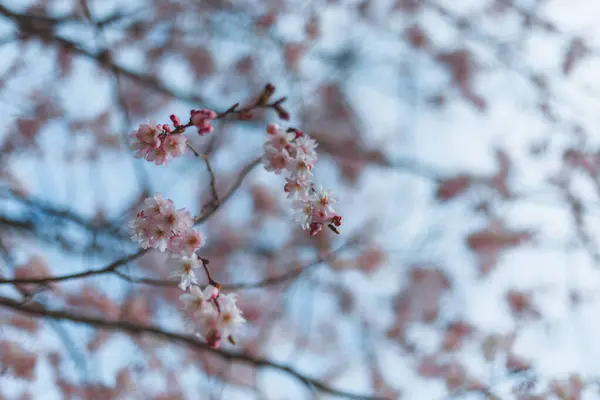 Рожеві Квіти Проти Блакитного Неба Перша Весна Квітучі Квіти Дереві — стокове фото