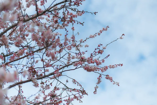 stock image Pink flowers against the blue sky. The first spring blooming flowers on the tree. Macro photo. Wallpaper. Spring season. Selective focus on photo. cherry blossoms in the spring season in the park.