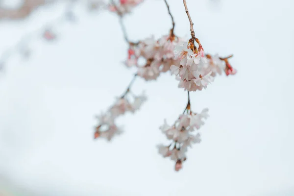 青空にピンクの花を咲かせます 最初の春は木に花を咲かせます マクロ写真 壁紙だ 写真に焦点を当てます 園内の春の桜 — ストック写真