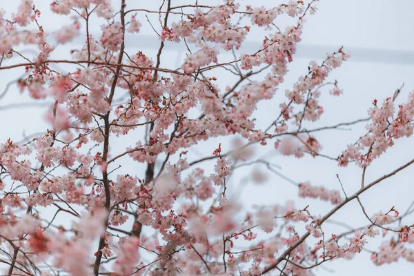 Rosafarbene Blumen Gegen Den Blauen Himmel Die Ersten Frühlingsblüher Blühen — Stockfoto