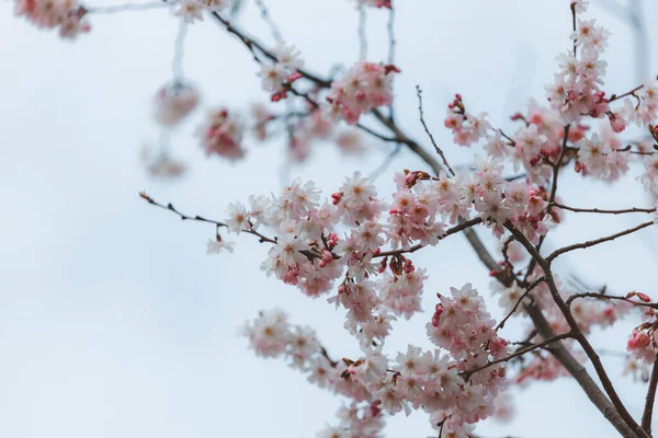 Pink Flowers Blue Sky First Spring Blooming Flowers Tree Macro — Stock Photo, Image