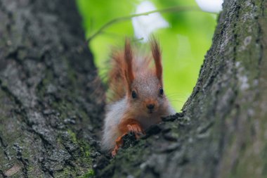 Genç bir kızıl sincap parktaki ya da ormandaki bir ağaçta oturur. Yakın plan. Makro fotoğraf. Fotoğrafın üzerinde seçici fotokopi.