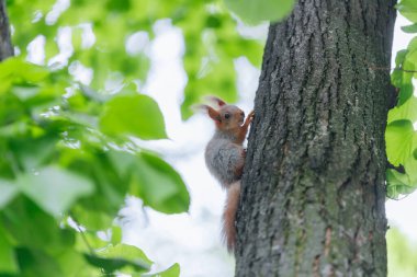 Genç bir kızıl sincap parktaki ya da ormandaki bir ağaçta oturur. Yakın plan. Makro fotoğraf. Fotoğrafın üzerinde seçici fotokopi.