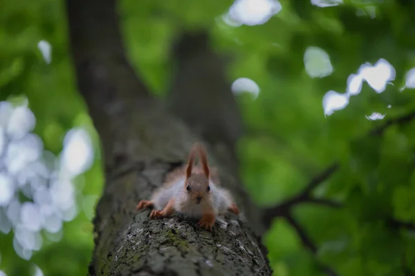 Jovem Esquilo Vermelho Senta Uma Árvore Parque Floresta Close Foto — Fotografia de Stock