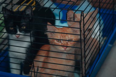 Sevimli küçük üzgün kediler bir taşıyıcı ya da kafeste oturuyorlar. Evcil hayvan evlat edinme. Yakın plan. Fotoğrafa seçici odaklanma.