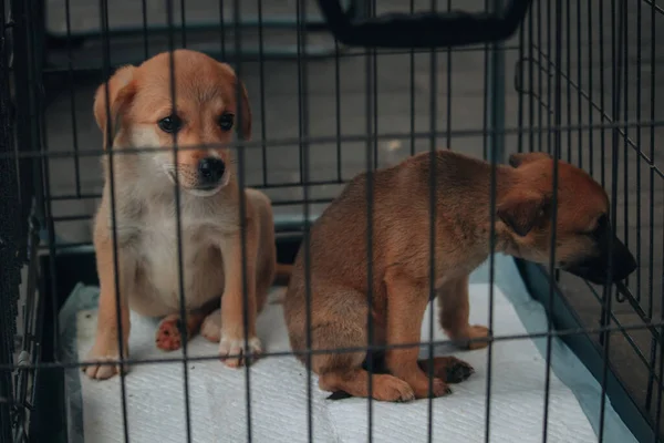 Liebenswerter Hund Sitzt Einer Transportbox Oder Einem Käfig Adoption Von — Stockfoto