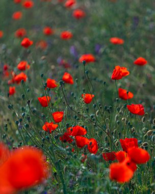 Çayırda yetişen gelincik çiçeklerinin manzarası. Seçici odaklı kırmızı gelincikler. Kırmızı haşhaş tarlası. Yalnız gelincik. Yumuşak odak bulanıklığı