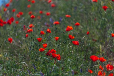 Çayırda yetişen gelincik çiçeklerinin manzarası. Seçici odaklı kırmızı gelincikler. Kırmızı haşhaş tarlası. Yalnız gelincik. Yumuşak odak bulanıklığı