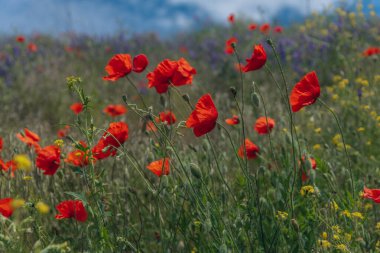 Çayırda yetişen gelincik çiçeklerinin manzarası. Seçici odaklı kırmızı gelincikler. Kırmızı haşhaş tarlası. Yalnız gelincik. Yumuşak odak bulanıklığı