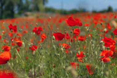 Çayırda yetişen gelincik çiçeklerinin manzarası. Seçici odaklı kırmızı gelincikler. Kırmızı haşhaş tarlası. Yalnız gelincik. Yumuşak odak bulanıklığı
