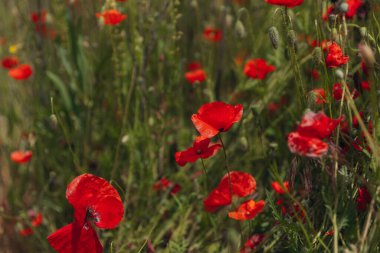 Çayırda yetişen gelincik çiçeklerinin manzarası. Seçici odaklı kırmızı gelincikler. Kırmızı haşhaş tarlası. Yalnız gelincik. Yumuşak odak bulanıklığı
