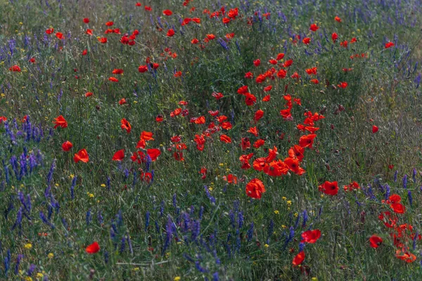 Çayırda Yetişen Gelincik Çiçeklerinin Manzarası Seçici Odaklı Kırmızı Gelincikler Kırmızı — Stok fotoğraf